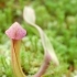 Sarracenia minor 'Okefenokee Giant' -- Kleine Schlauchpflanze